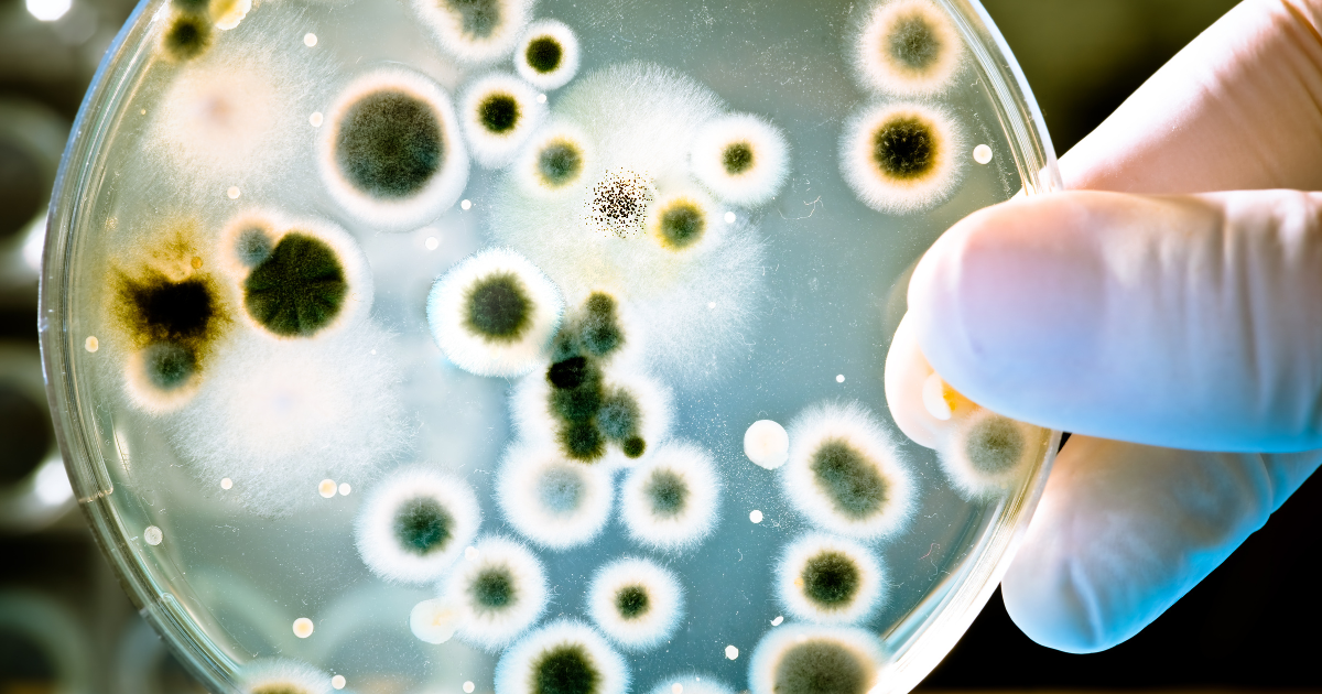 Gloved hand holding petri dish used to study microbes for understanding the pathogen elimination hierarchy in disinfection.